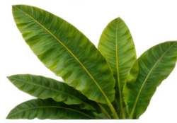 Banana Leaf Right